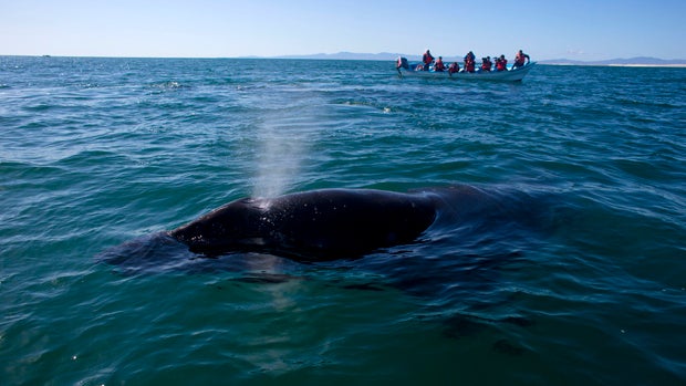 A gray whale calf expels air through its blowhole as a boat filled with visitors watches in the San Ignacio lagoon, on the Pacific Ocean near the town of Guerrero Negro, in Mexico's Baja peninsula, March 3, 2015. 