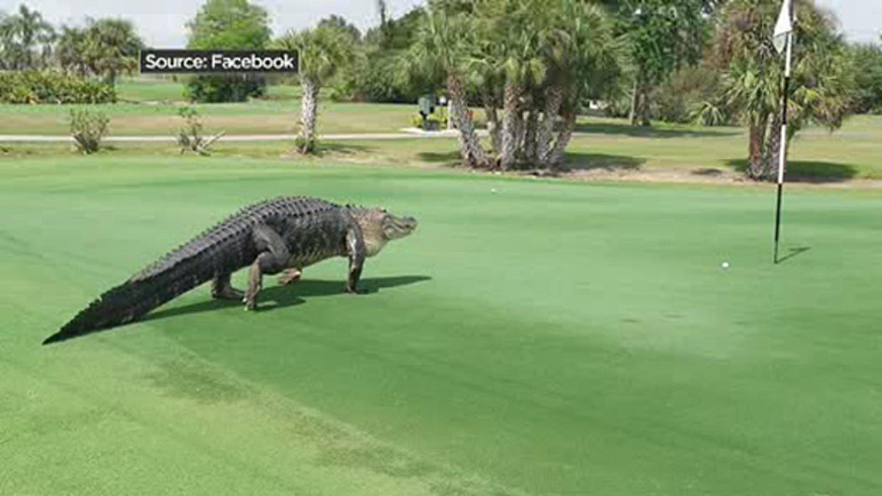 Cameras Capture Huge Gator On Florida Golf Course Cbs Miami
