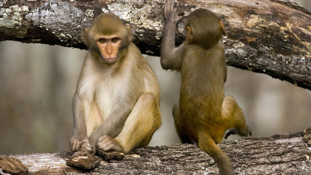 rhesus-monkeys.jpg 