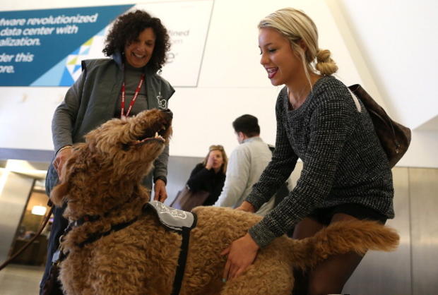 Therapy Dogs Soothe Harried Passengers At San Francisco Int'l Airport 