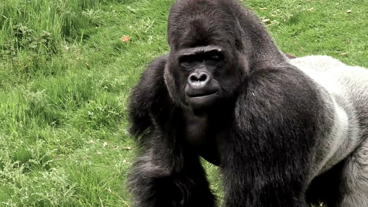 Back to the Wild - CBS News