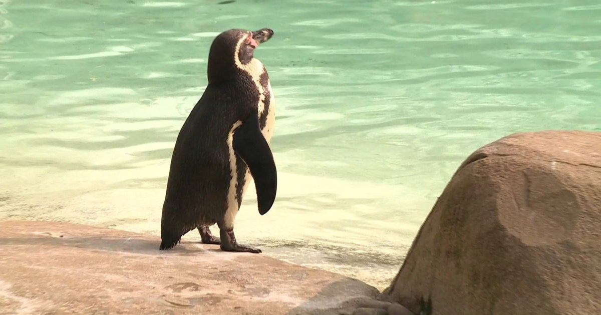 Why Do Penguins Waddle