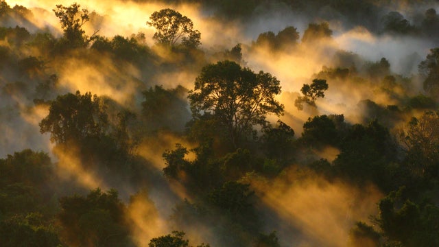 2amazonforestcanopyatdawnbrazilpetervandersleen.jpg 
