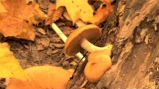 mushroom.jpg 