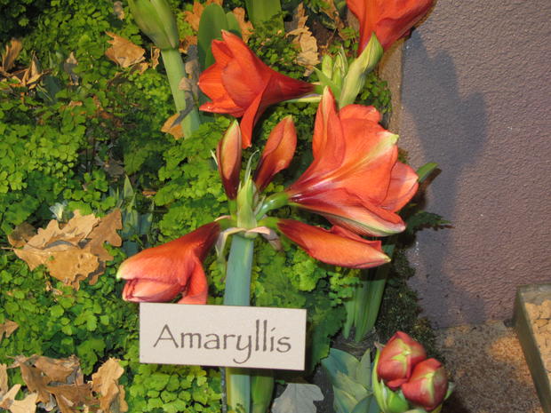 amaryllis.jpg 