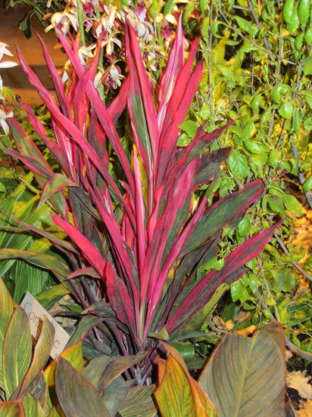 tropical-plants.jpg 
