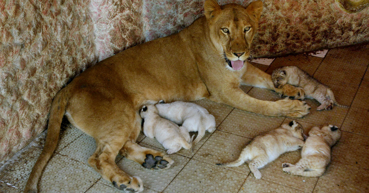 Lioness kept as pet gives birth to 5 cubs - CBS News