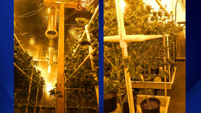marijuana-grow.jpg 