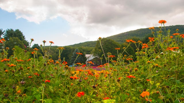 flowers massachusetts 