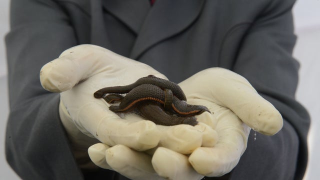 Medieval and ancient medicine we still use 