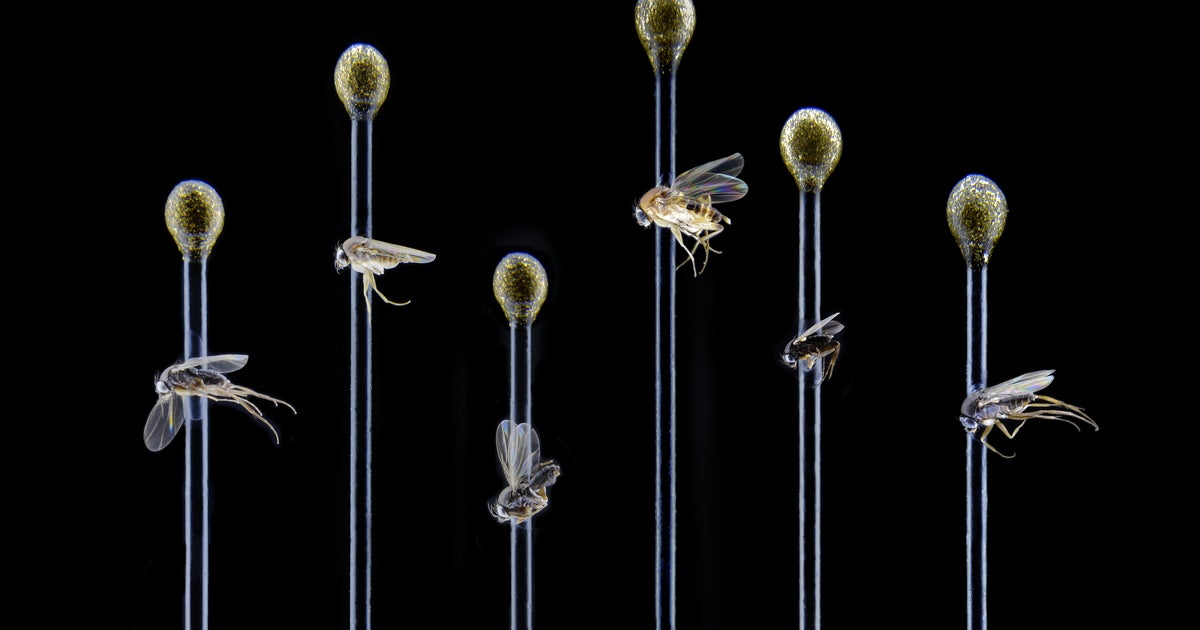 30 new fly species discovered in Los Angeles CBS News