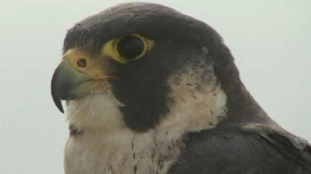 falcon.jpg 