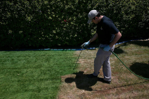 Grass Painting Company Profits From California Drought 