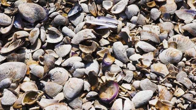 shellfish shells 