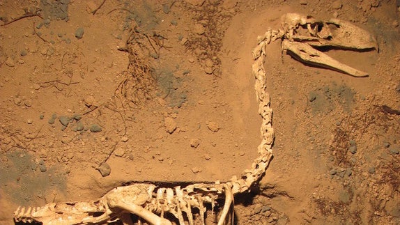 terror-bird.jpg 