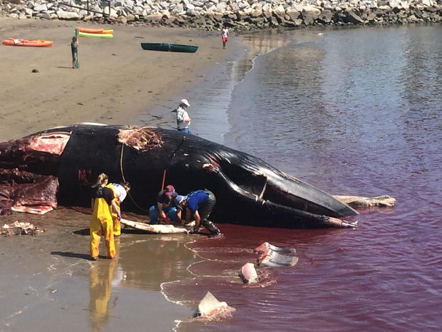 Finwhale Beached In San Pedro 