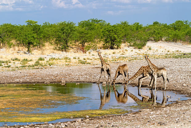 Etosha National Park africa giraffe safari 