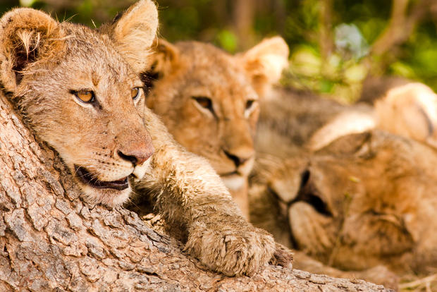 lion africa cubs safari 