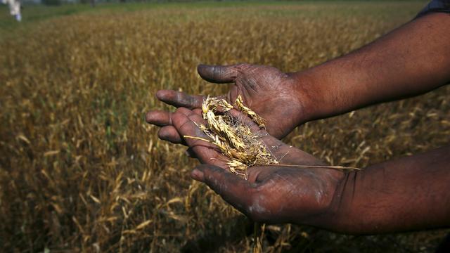 A farmer shows wheat crop damaged by unseasonal rains in his wheat field at Sisola Khurd village in the northern Indian state of Uttar Pradesh 