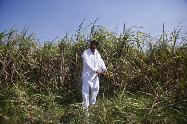 Indian farmer Rajvir Singh shows sugarcane crop damaged by unseasonal rains, in Sisola Khurd village in the northern Indian state of Uttar Pradesh 