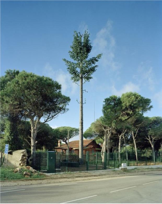 robert-voitnew-treesbirre-436x550.jpg 
