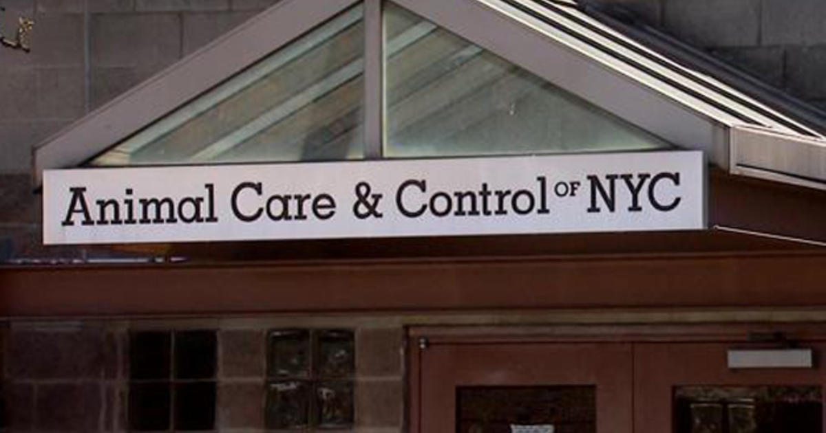 NYC Comptroller Releases Scathing Audit On Animal Care & Control - CBS New  York