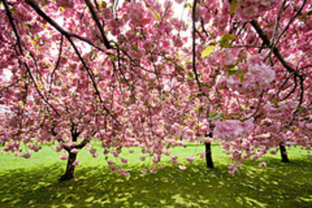CherryBlossoms 
