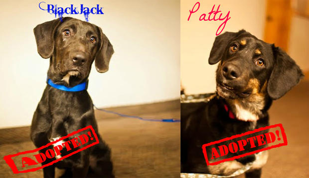 Black Jack and Patty -- Ruff Start Rescue Prison Program 