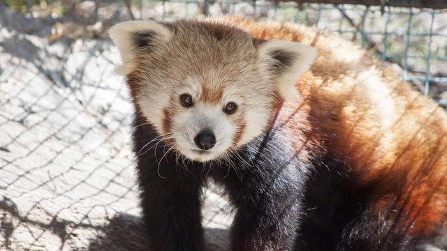 zoo-new-red-panda-2-denver-zoo.jpg 
