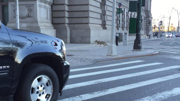 Coyote in Lower Manhattan 