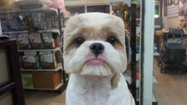 taiwandoghaircutsquare.jpg 