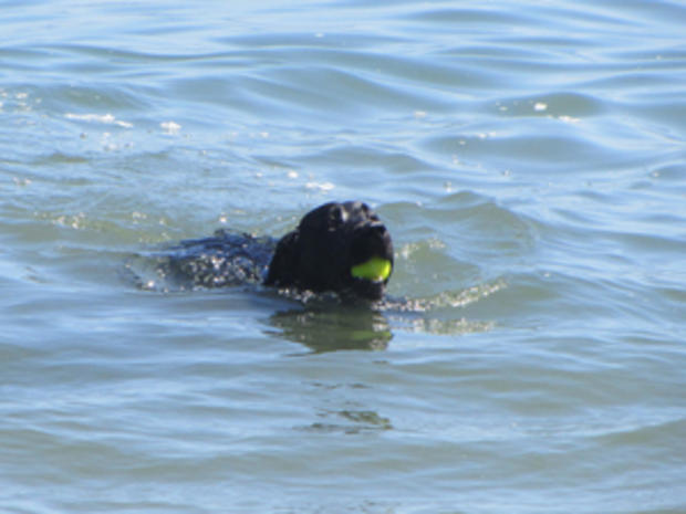 Swimming Dog (credit: Randy Yagi) 