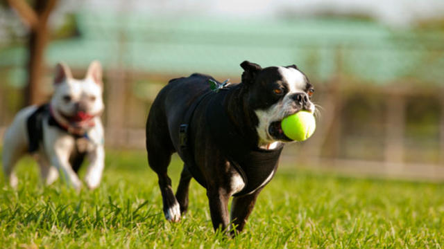 dogs_playing_in_yard.jpg 