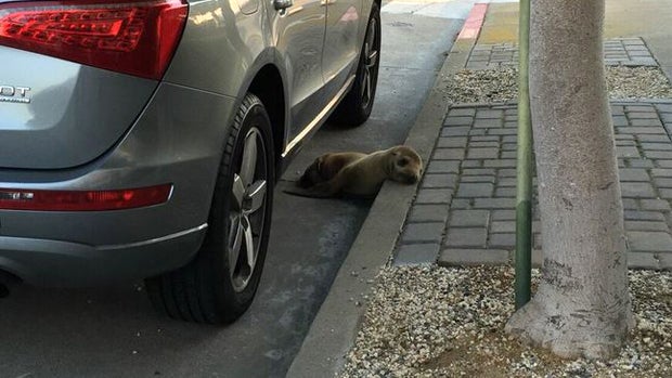 ​A sea lion pup was found in San Francisco's Marina neighborhood April 30, 2015. 
