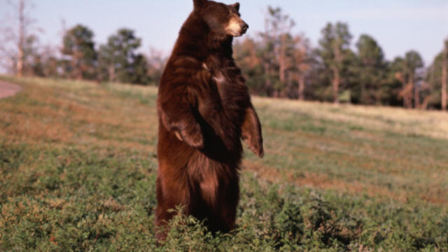 bear-standing.jpg 