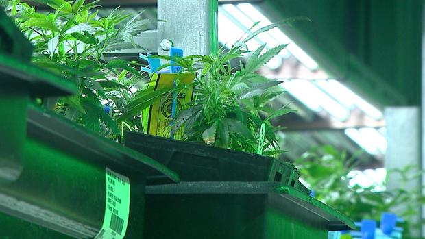 Marijuana Grow Facility 