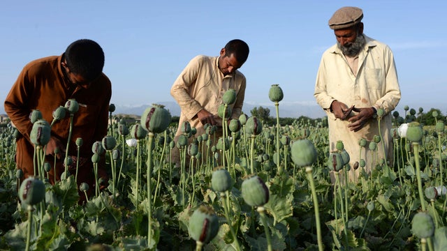 Afghan farmers harvest opium sap from a poppy field in Surkh Rod District, of Nangarhar province 