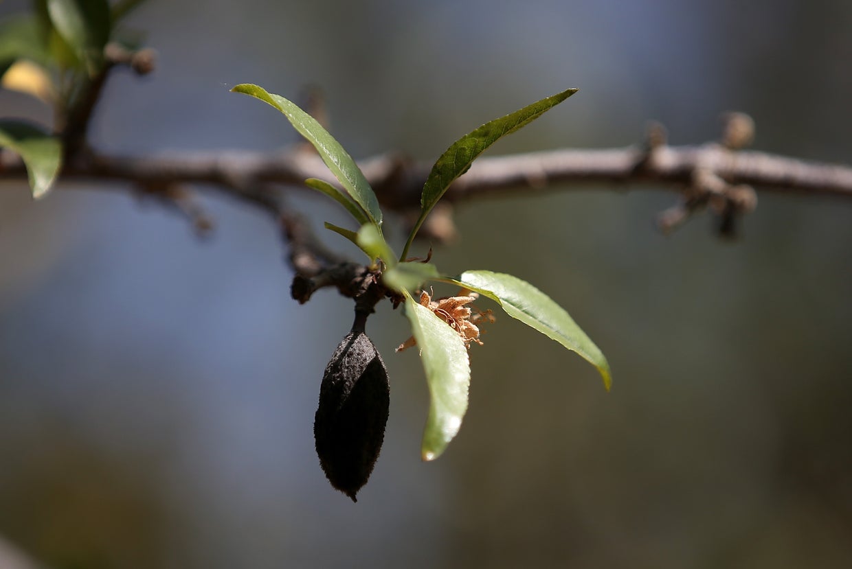 almond470892700.jpg 