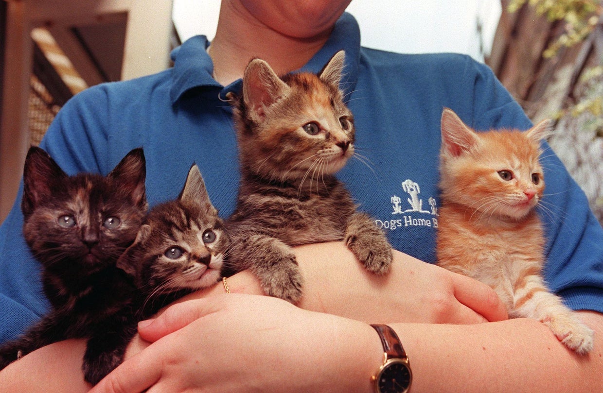 kittens52013834.jpg 