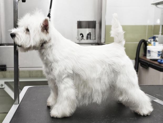 dog groomer grooming 