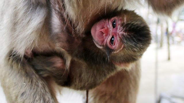 A newborn baby monkey named Charlotte clings to her mother at the Takasakiyama Natural Zoological Garden in Oita, southern Japan, May 6, 2015, in this photo released by the zoo. 