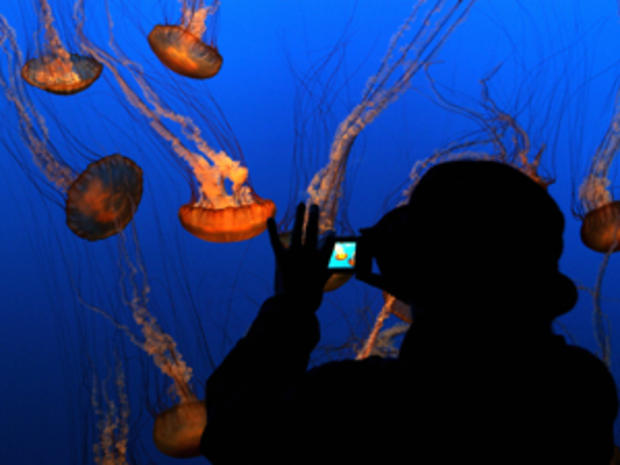 A woman takes a picture of jellyfish as 