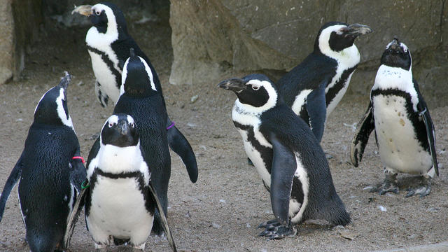 african-penguins-denzoo.jpg 