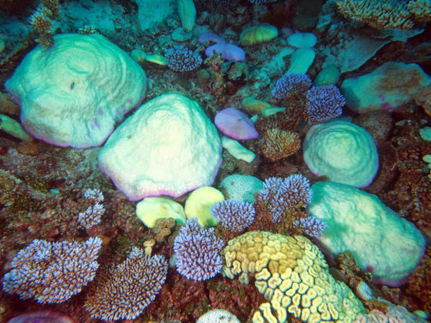 acroporids-helmet-corals-and-lobe-coral.jpg 