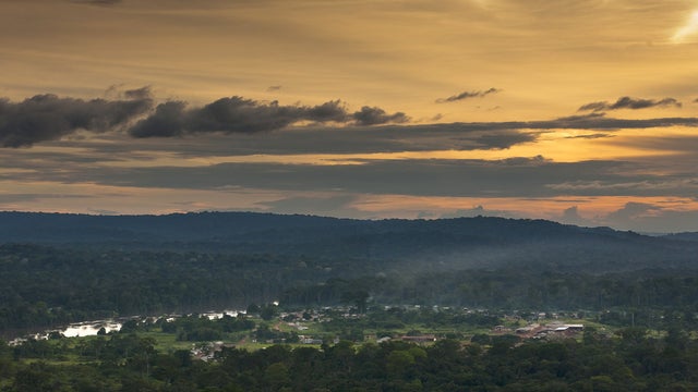 cameroon forest generic 