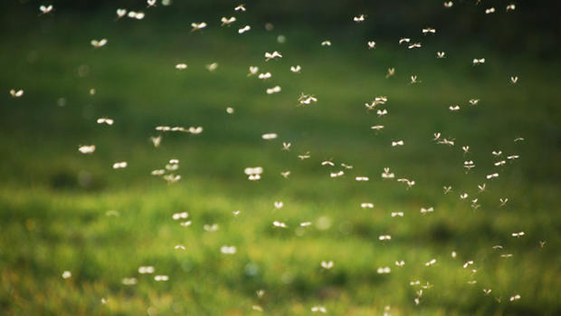 Mosquitoes (Photo Credit: Thinkstock) 