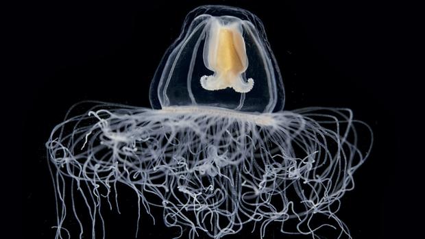 Magnificent microscopic creatures of the seas 
