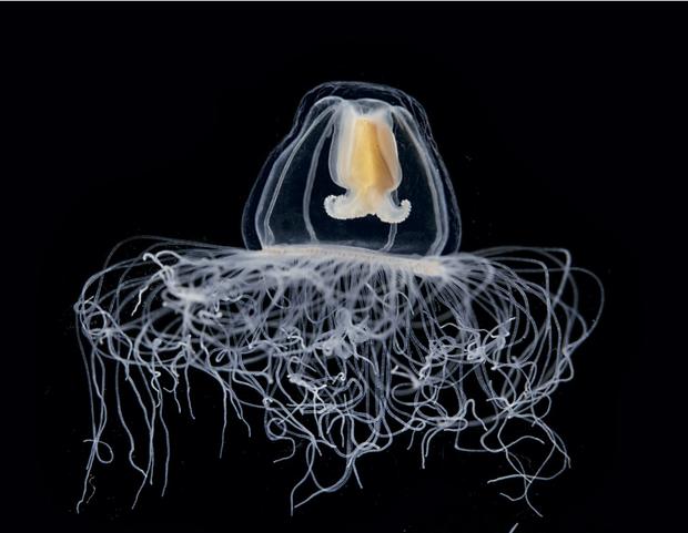 jellyfish-cs-copy.jpg 