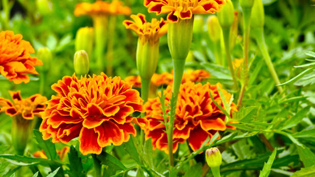 Marigolds (Photo Credit: Thinkstock) 