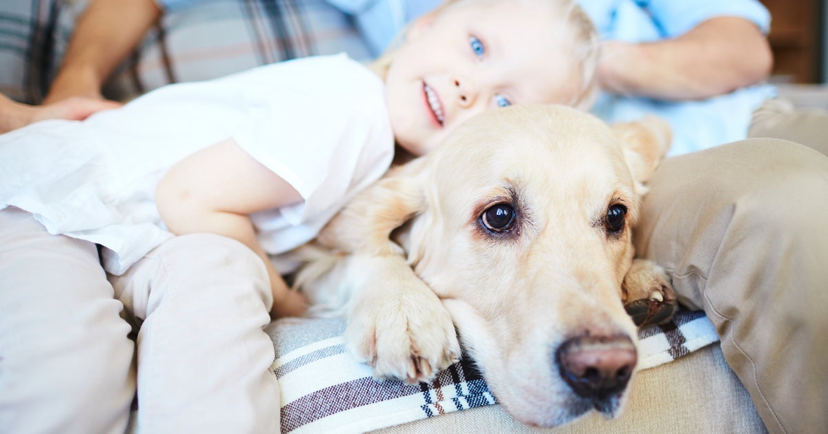 The most popular dog breeds in America - Vimarsana News